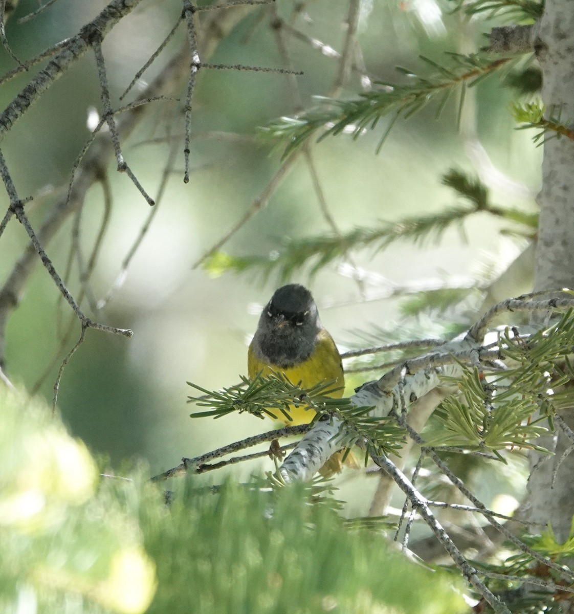 MacGillivray's Warbler - ML620717725