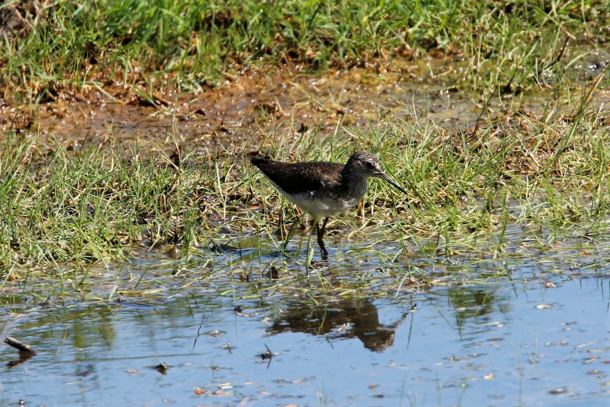 Solitary Sandpiper - Tim Shelmerdine