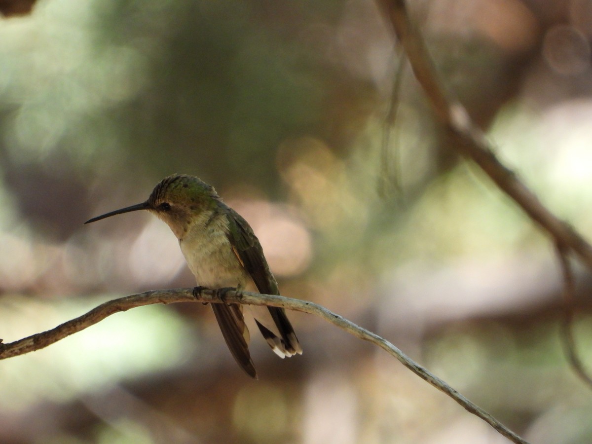 Costa's Hummingbird - ML620717728