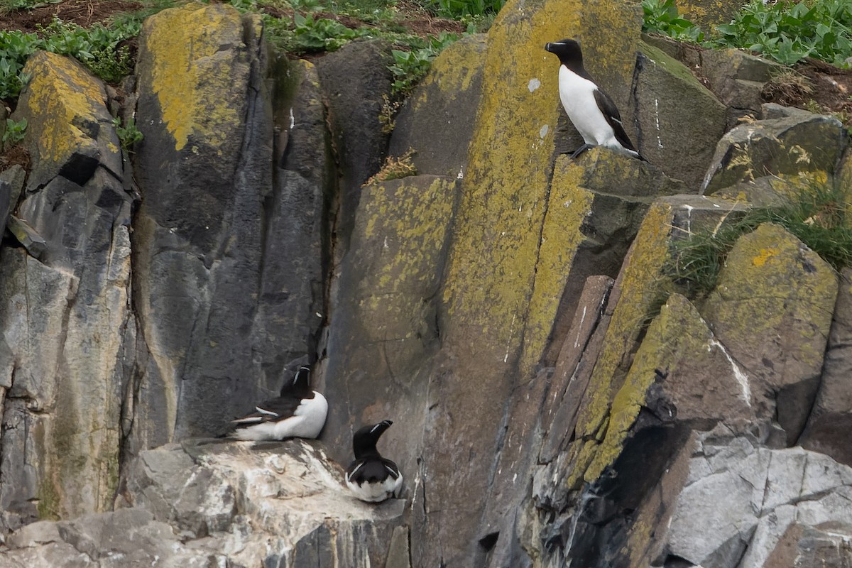 Razorbill - ML620717729