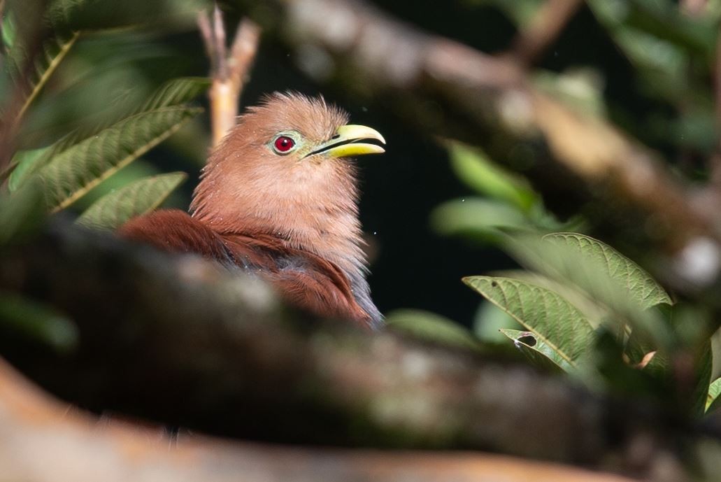 Squirrel Cuckoo - ML620717732