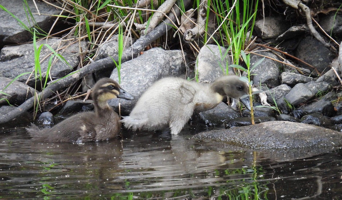 kachnovití sp. - ML620717736