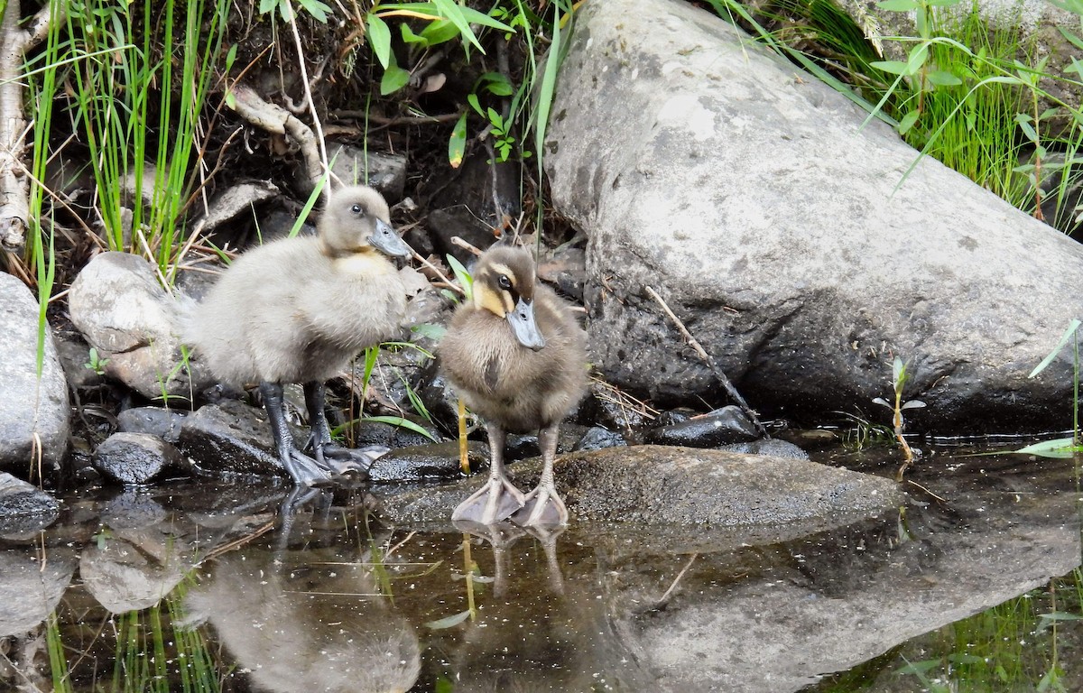 duck sp. - ML620717737