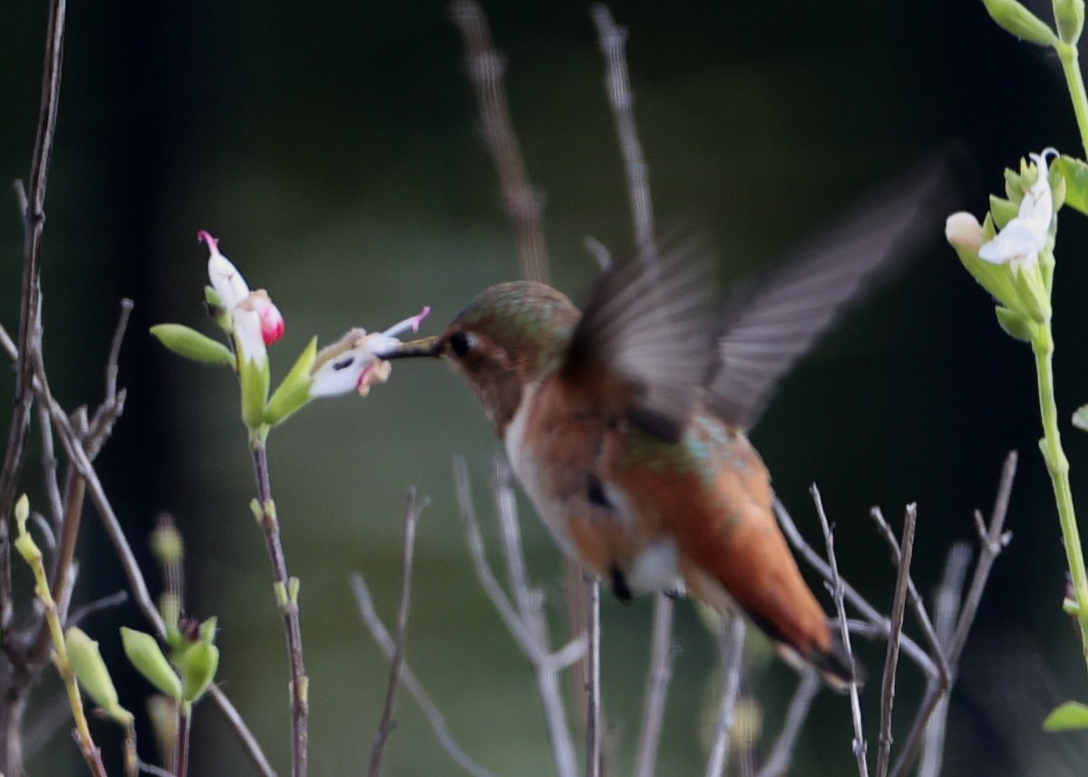 Allen's Hummingbird - ML620717739