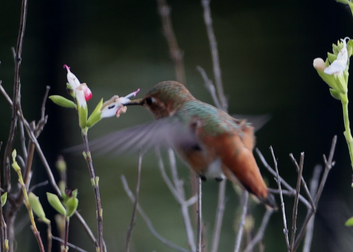 Allen's Hummingbird - ML620717740