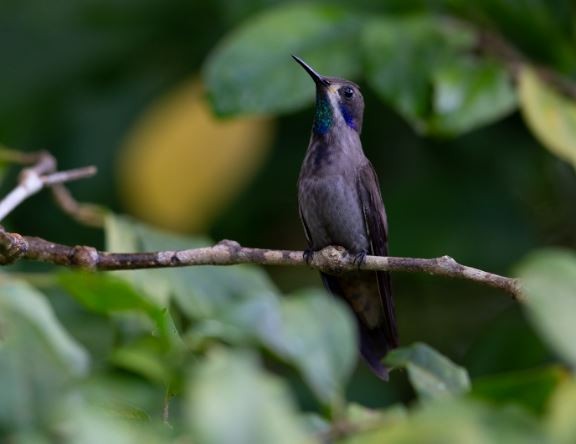 Brown Violetear - ML620717741