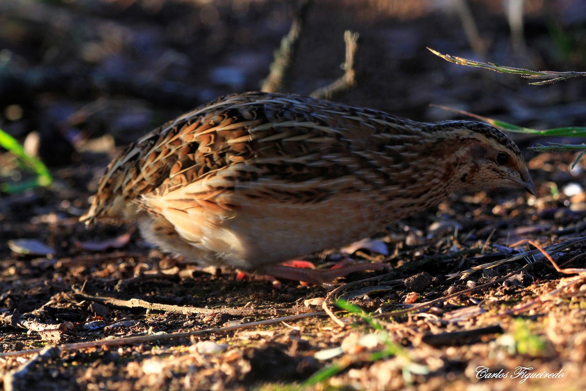 Common Quail - Carlos Figueiredo