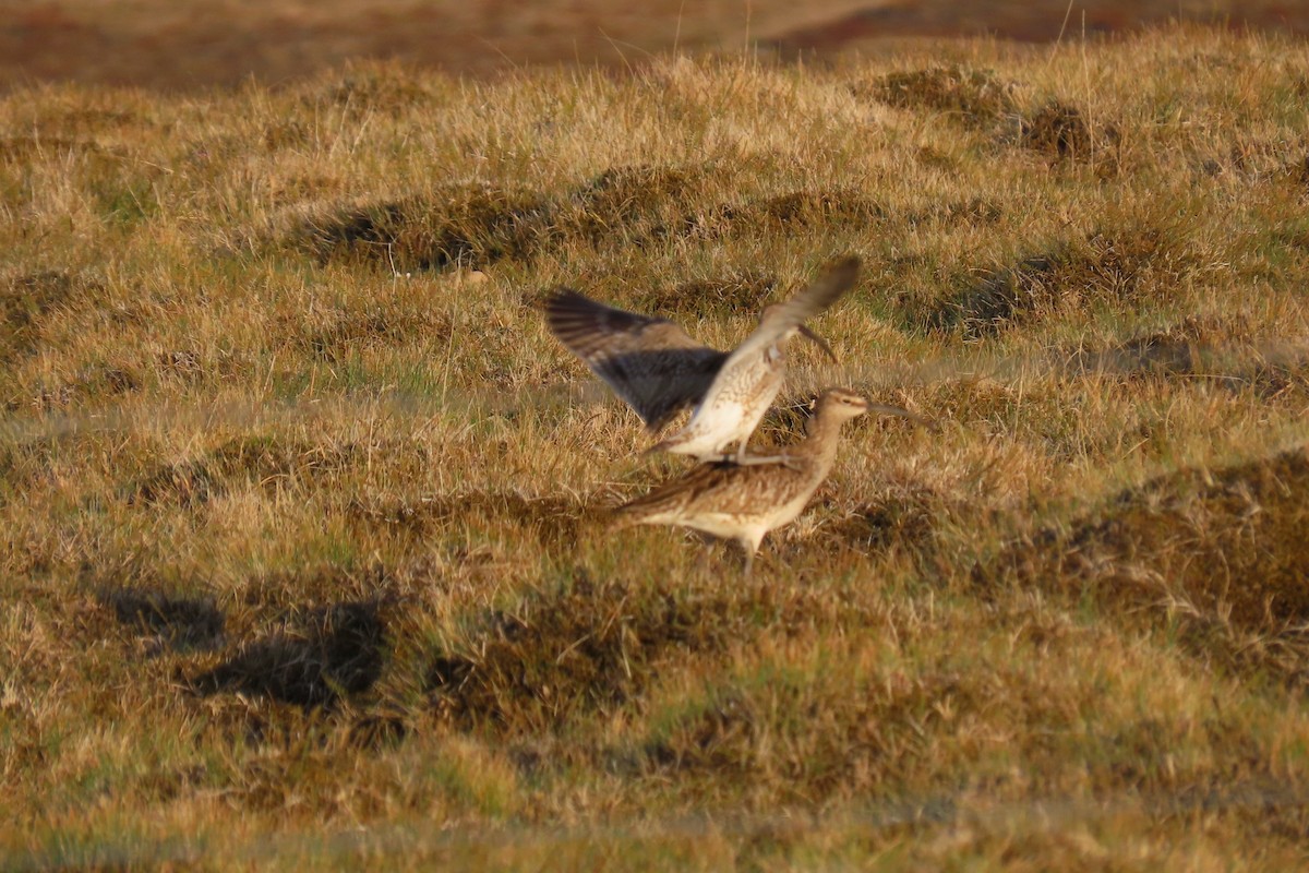 Whimbrel - ML620717757