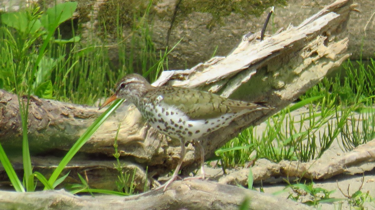 Spotted Sandpiper - ML620717765