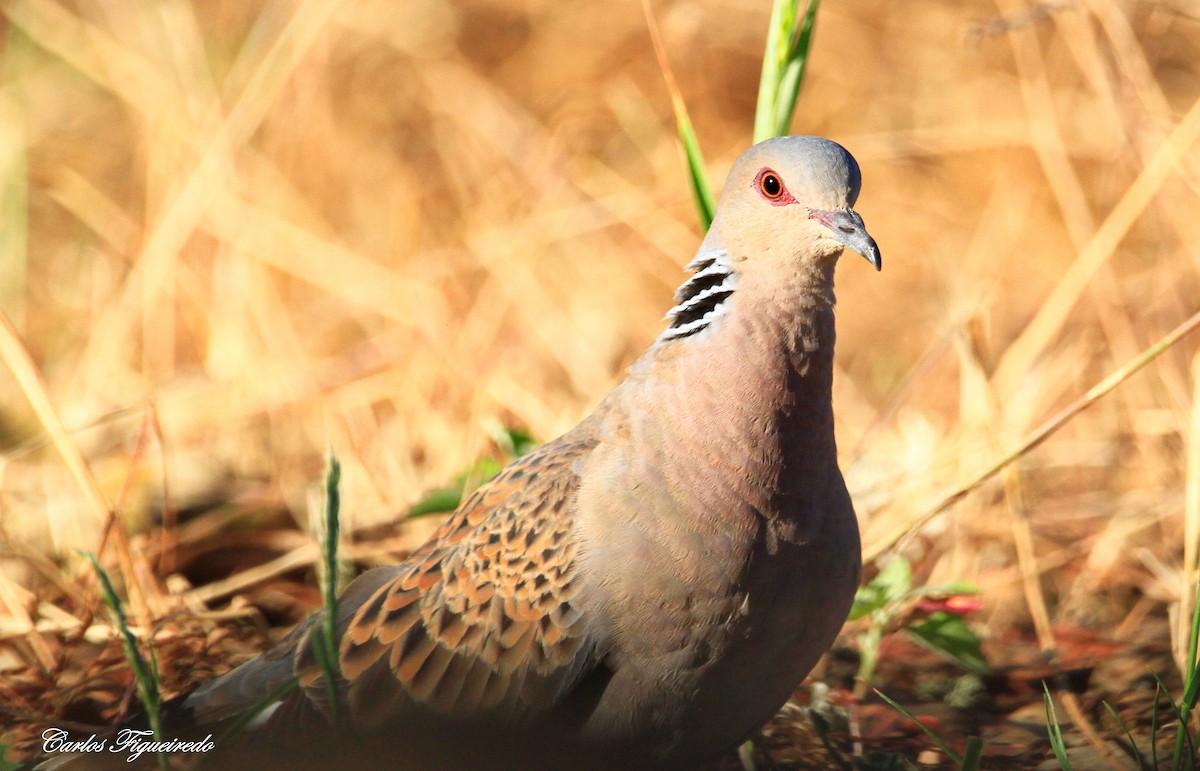 European Turtle-Dove - ML620717766