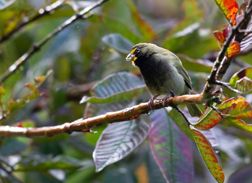 Yellow-faced Grassquit - ML620717767