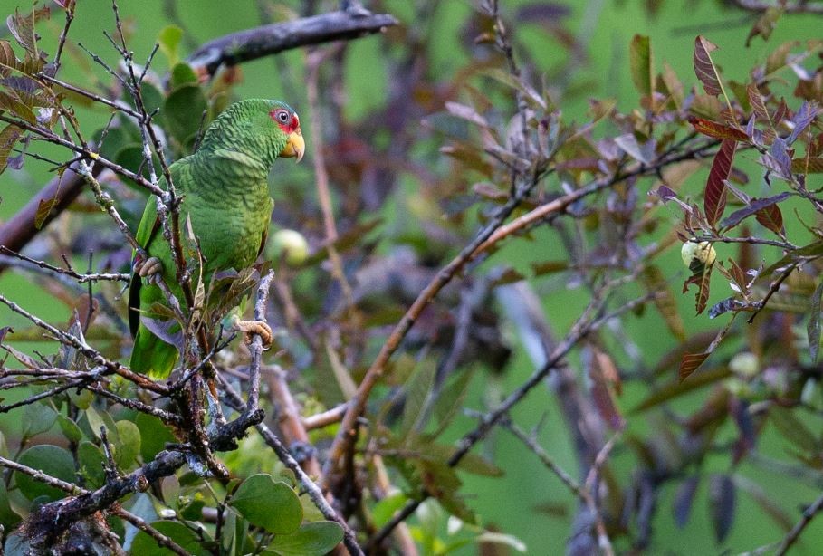 White-fronted Parrot - ML620717772