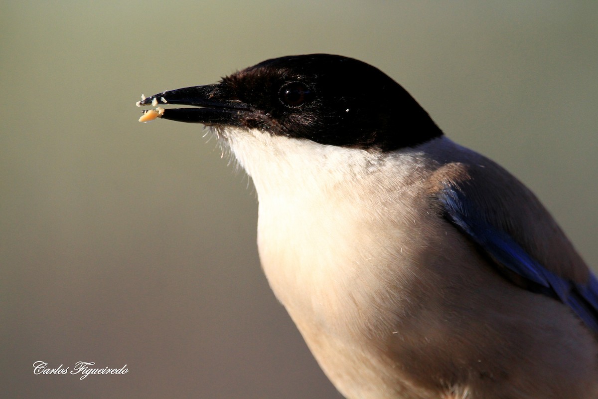 Iberian Magpie - ML620717773