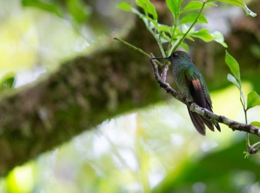 Stripe-tailed Hummingbird - ML620717774