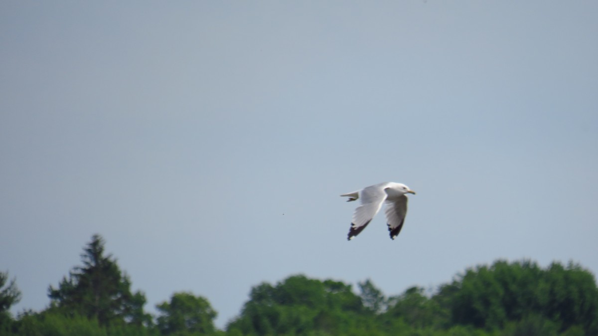 Ring-billed Gull - ML620717775