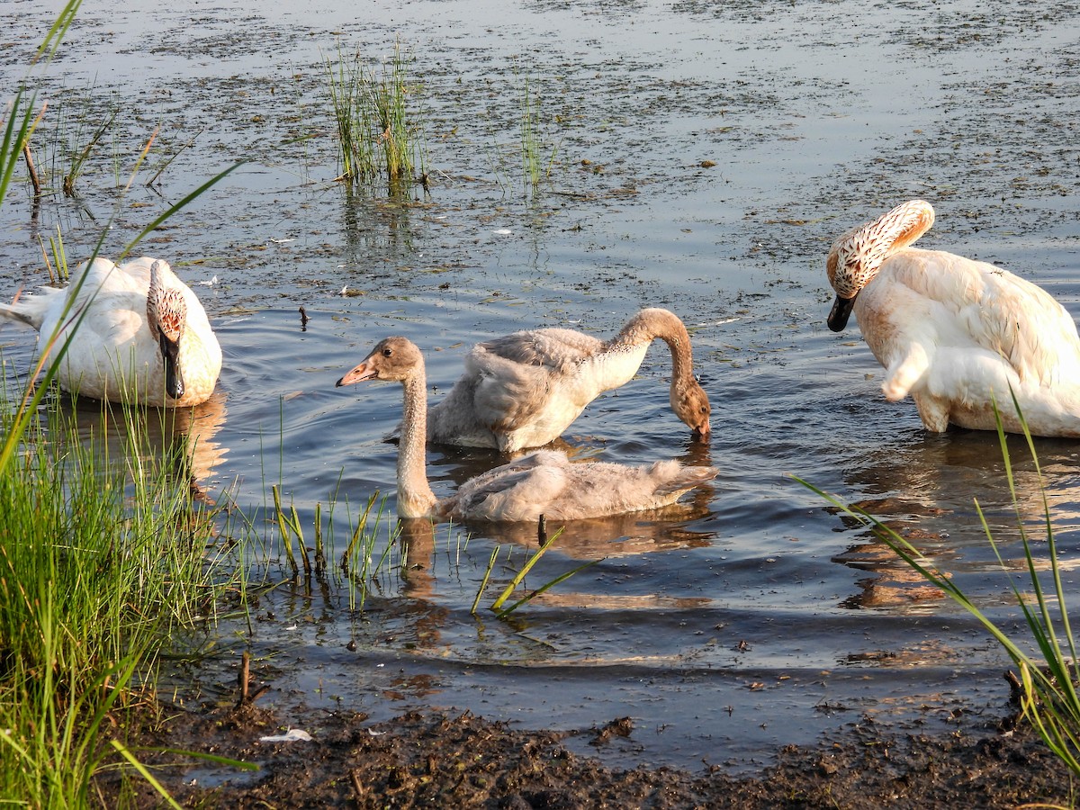 Trumpeter Swan - ML620717776