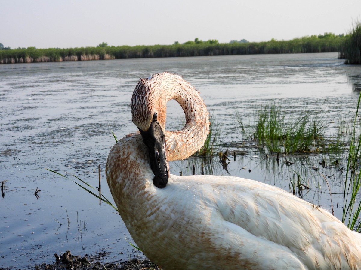 Trumpeter Swan - Susan Brauning