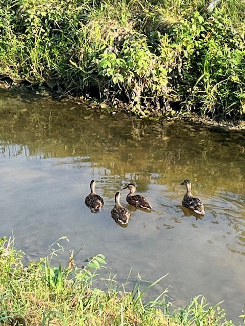 Canard colvert - ML620717783