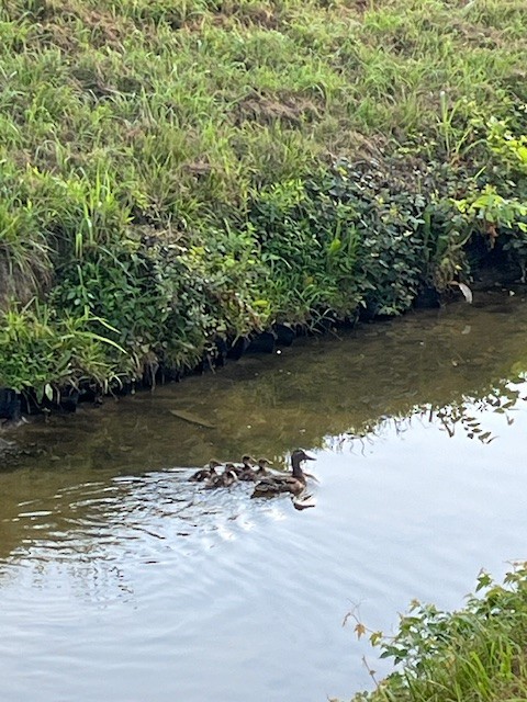 Canard colvert - ML620717787