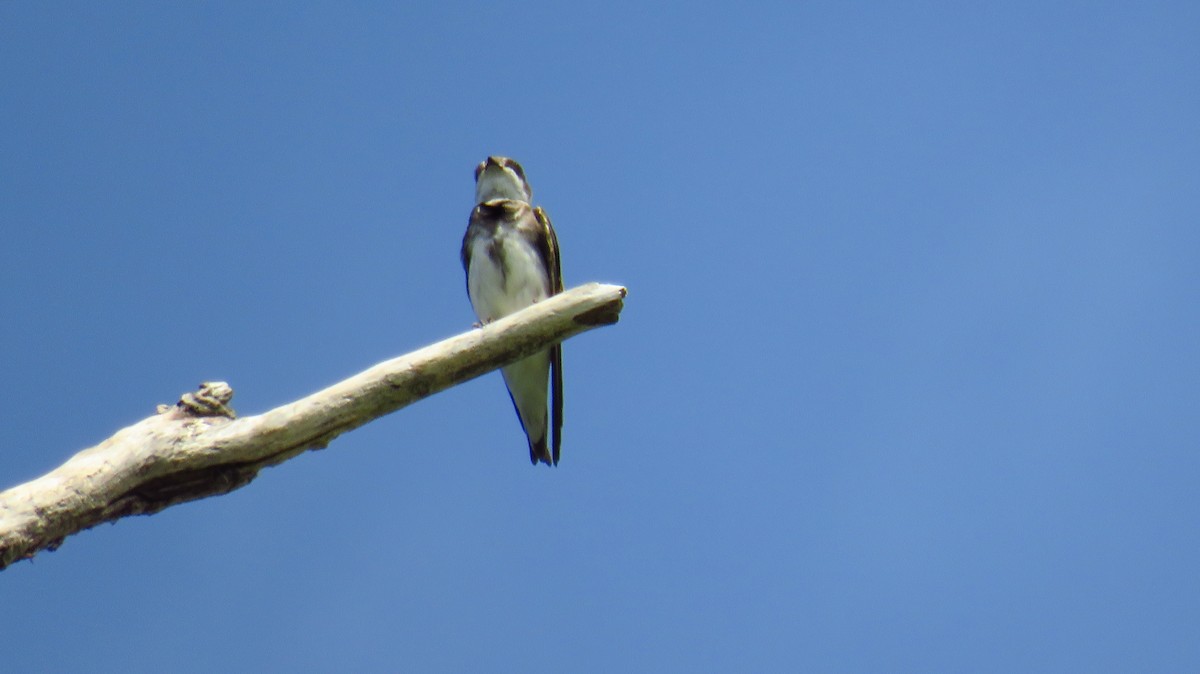 Bank Swallow - Peter Fraser