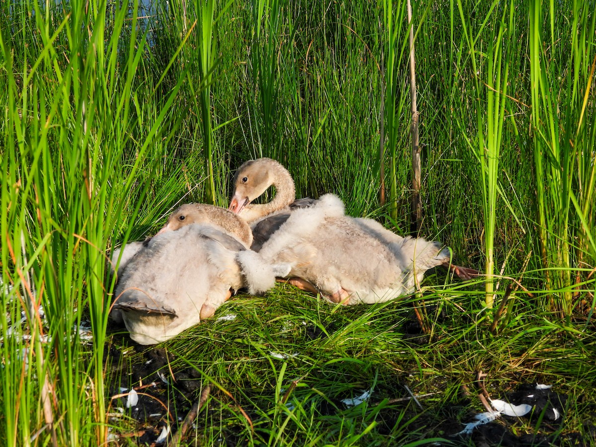 Trumpeter Swan - ML620717792