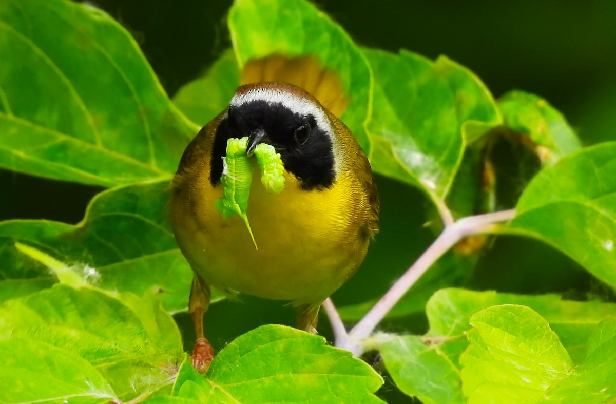 Common Yellowthroat - ML620717803