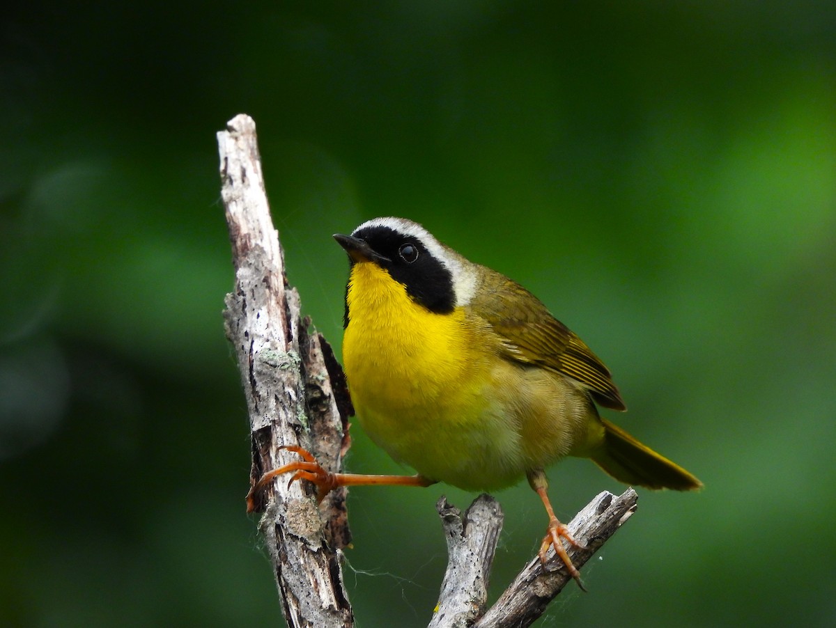 Common Yellowthroat - ML620717814