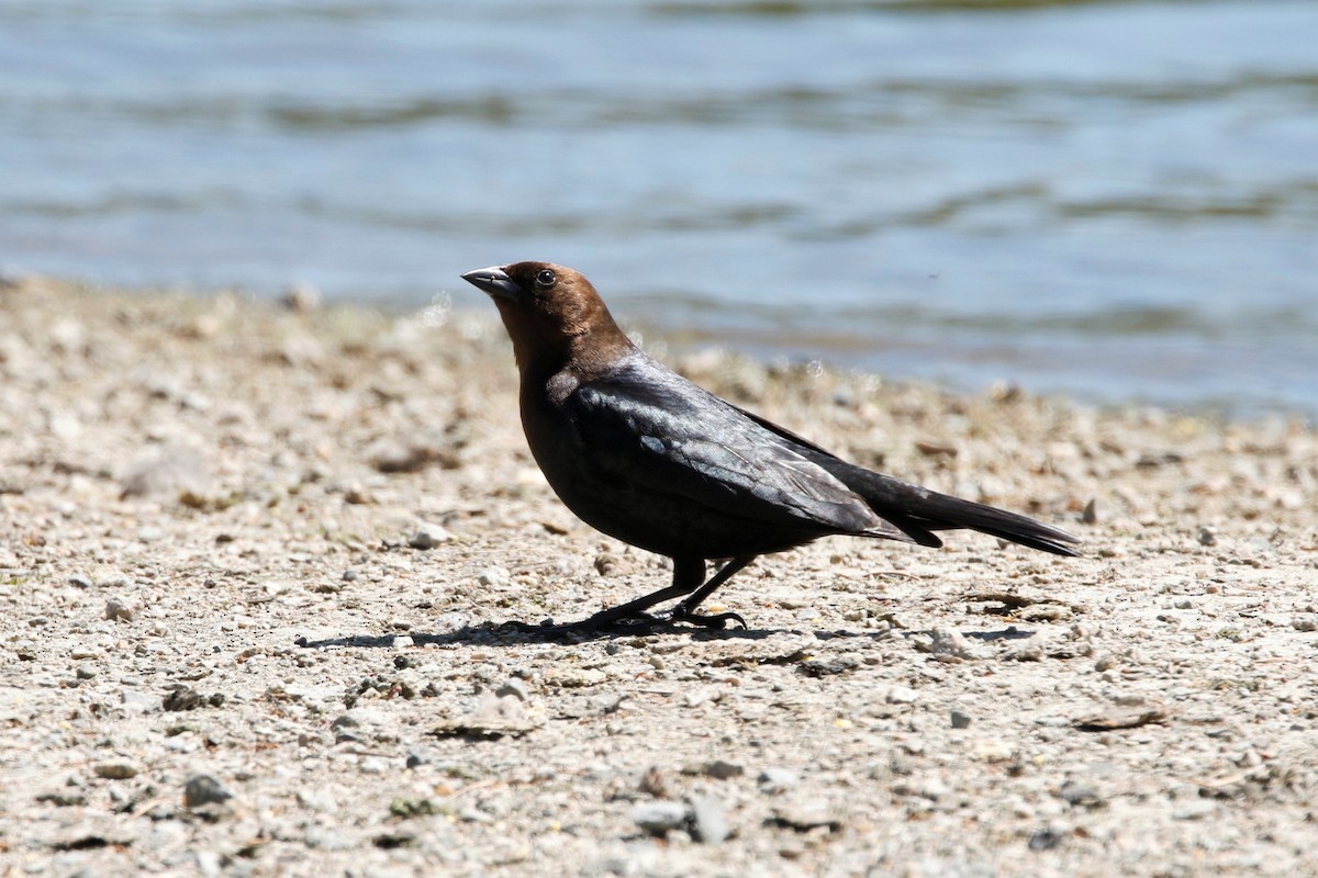 Brown-headed Cowbird - ML620717833