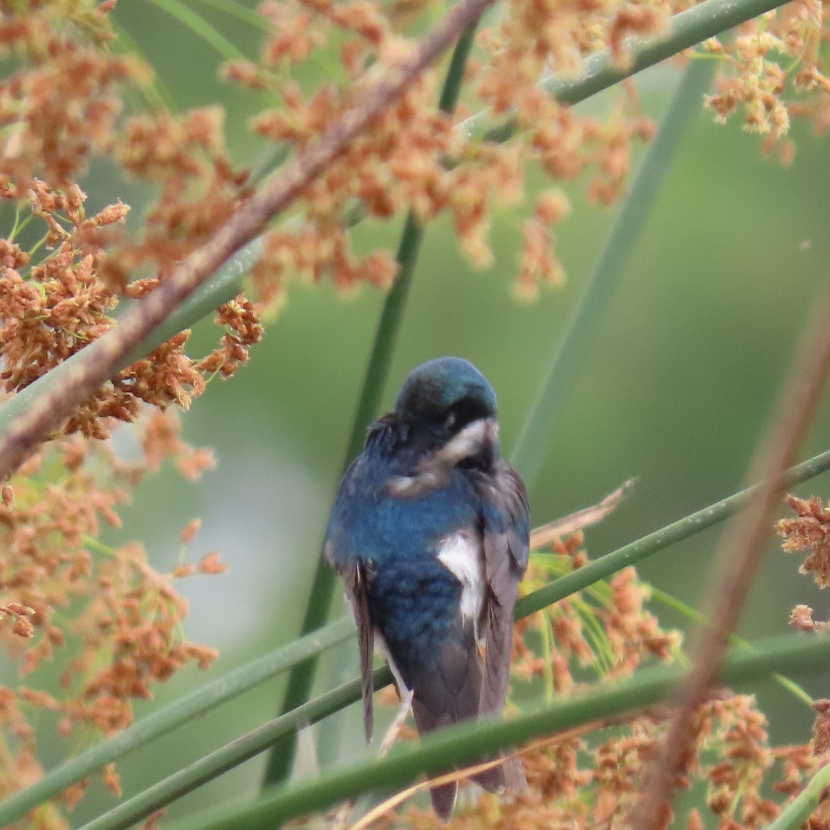 Tree Swallow - ML620717836