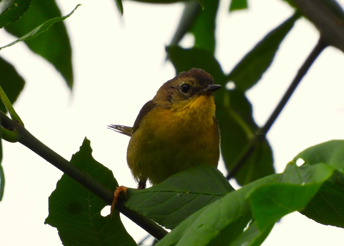 Common Yellowthroat - ML620717837