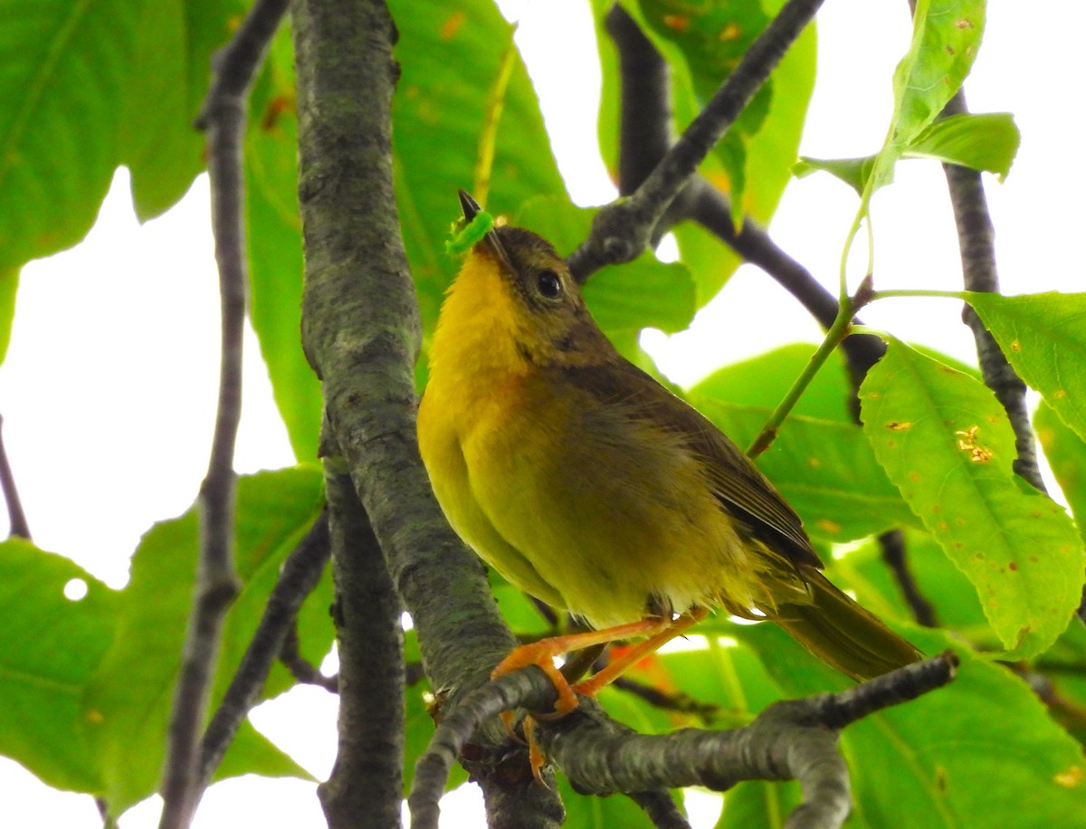 Common Yellowthroat - ML620717838