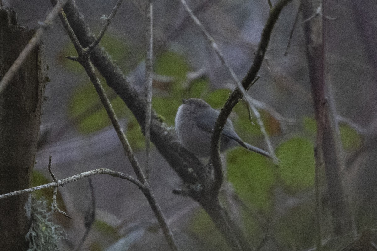 Bushtit - ML620717840