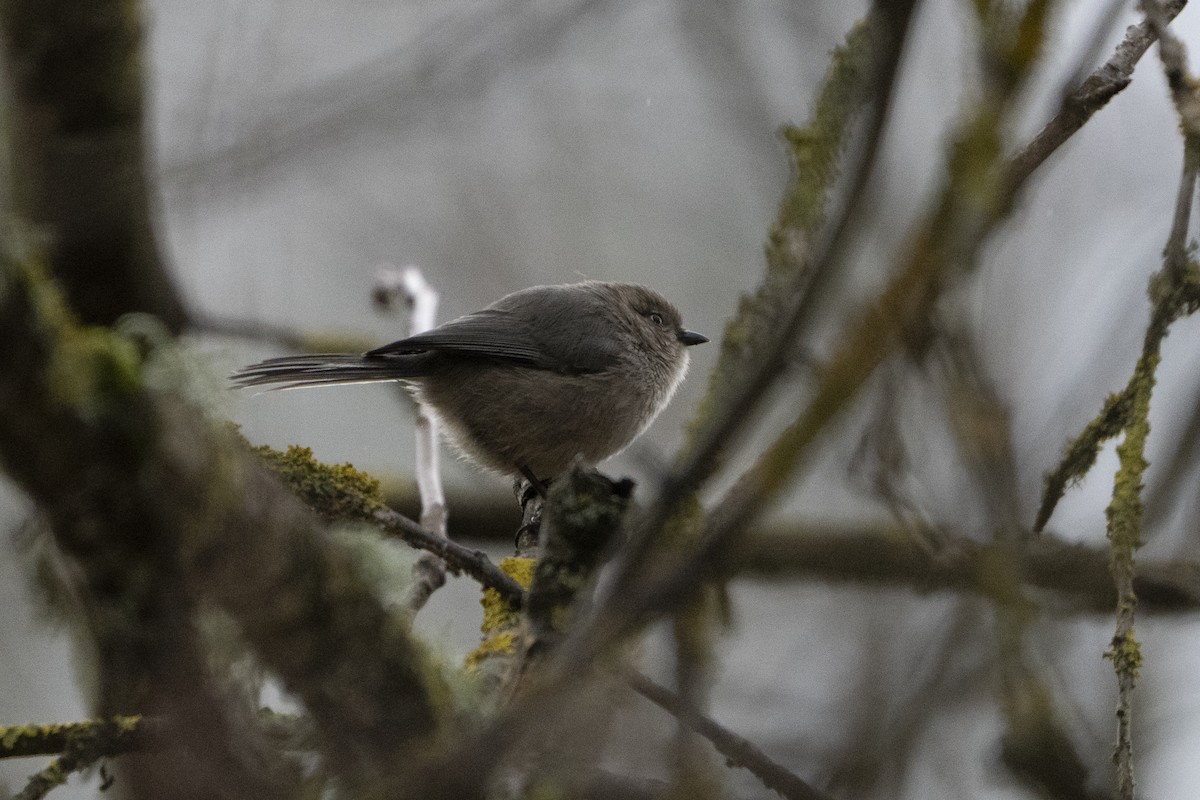 Bushtit - ML620717842