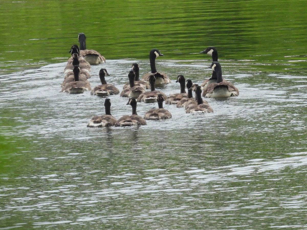 Canada Goose - ML620717843