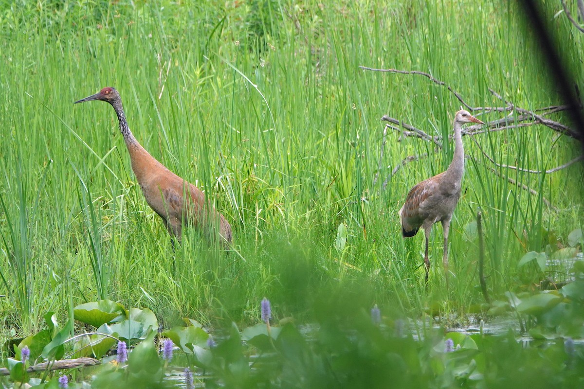 Sandhill Crane - ML620717845