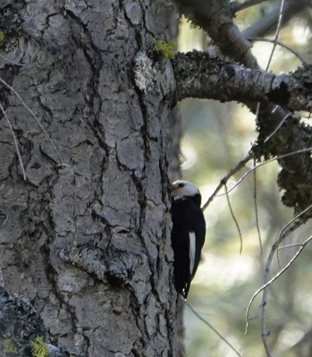 White-headed Woodpecker - ML620717846