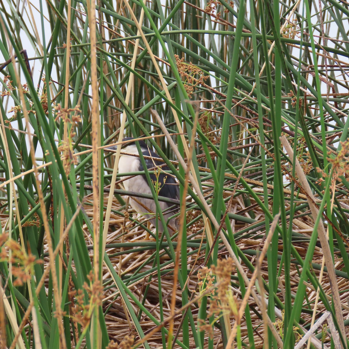 Black-crowned Night Heron - ML620717847