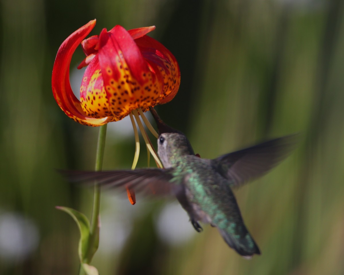 tanımsız Trochilidae sp. - ML620717849