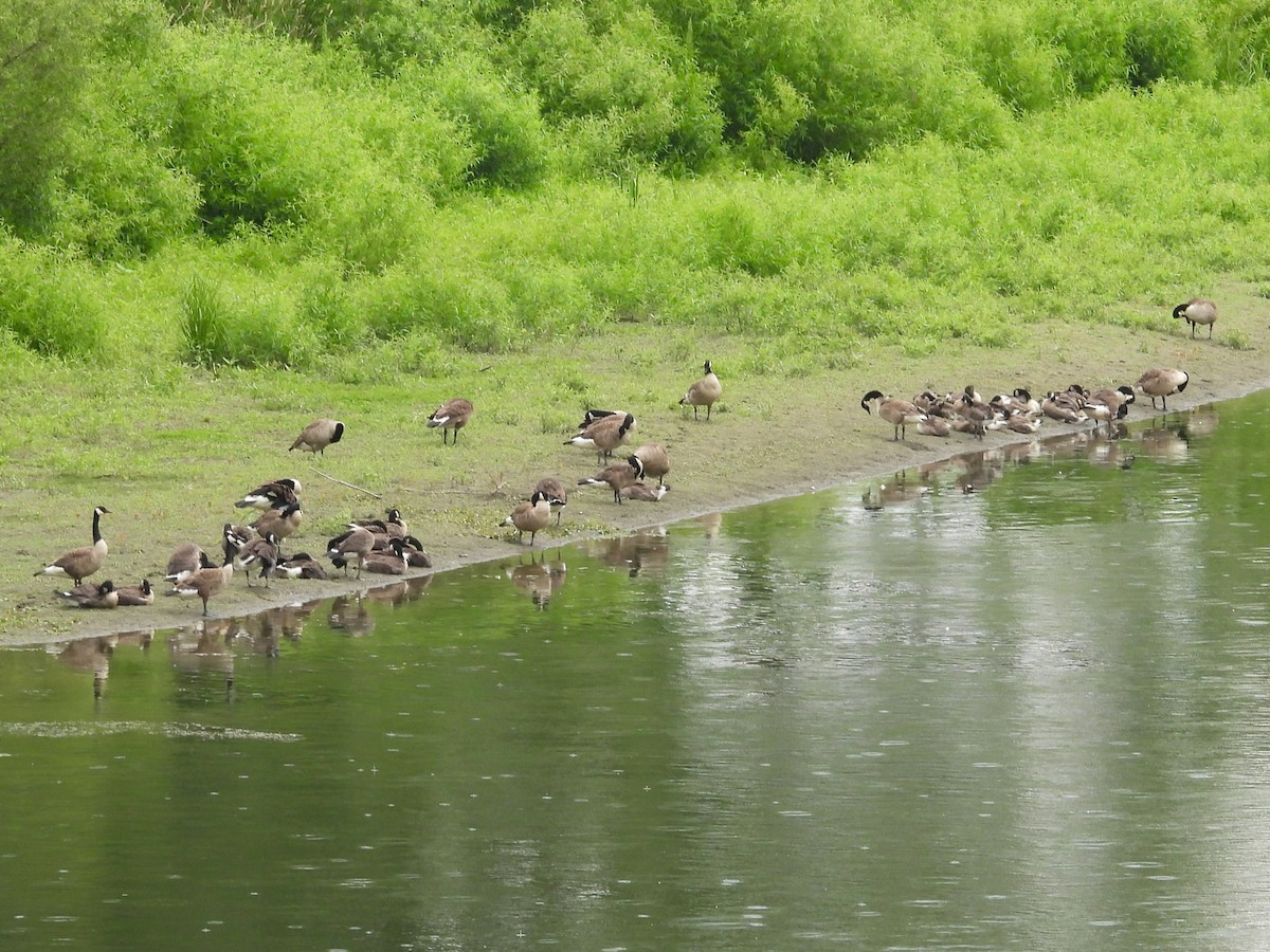 Canada Goose - ML620717850