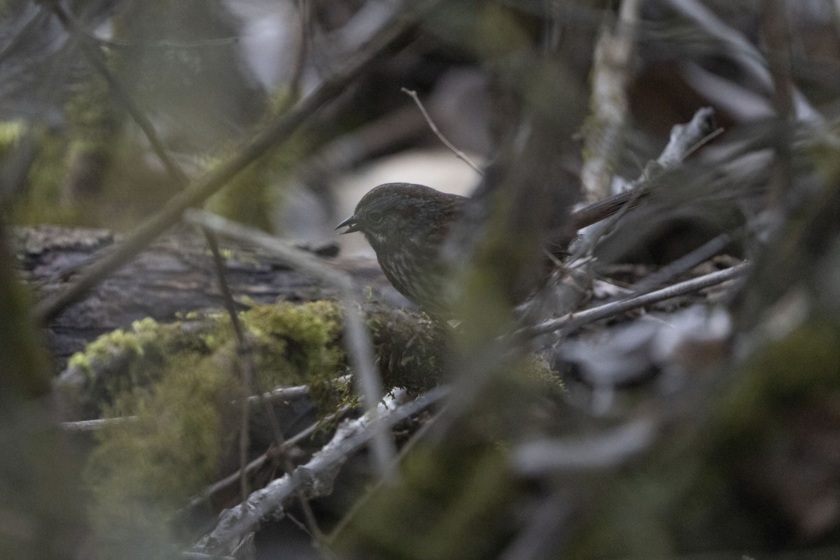 Song Sparrow - ML620717851