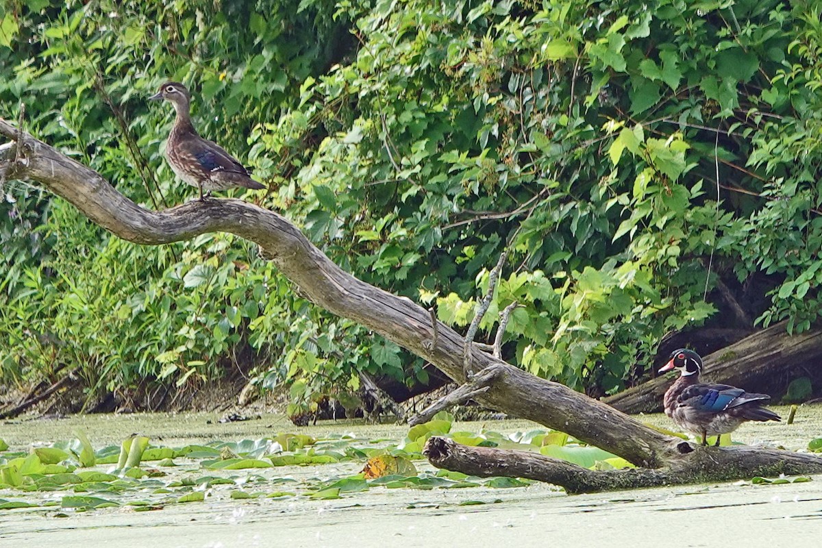 Wood Duck - ML620717852