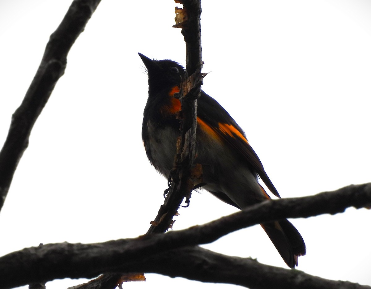 American Redstart - ML620717856