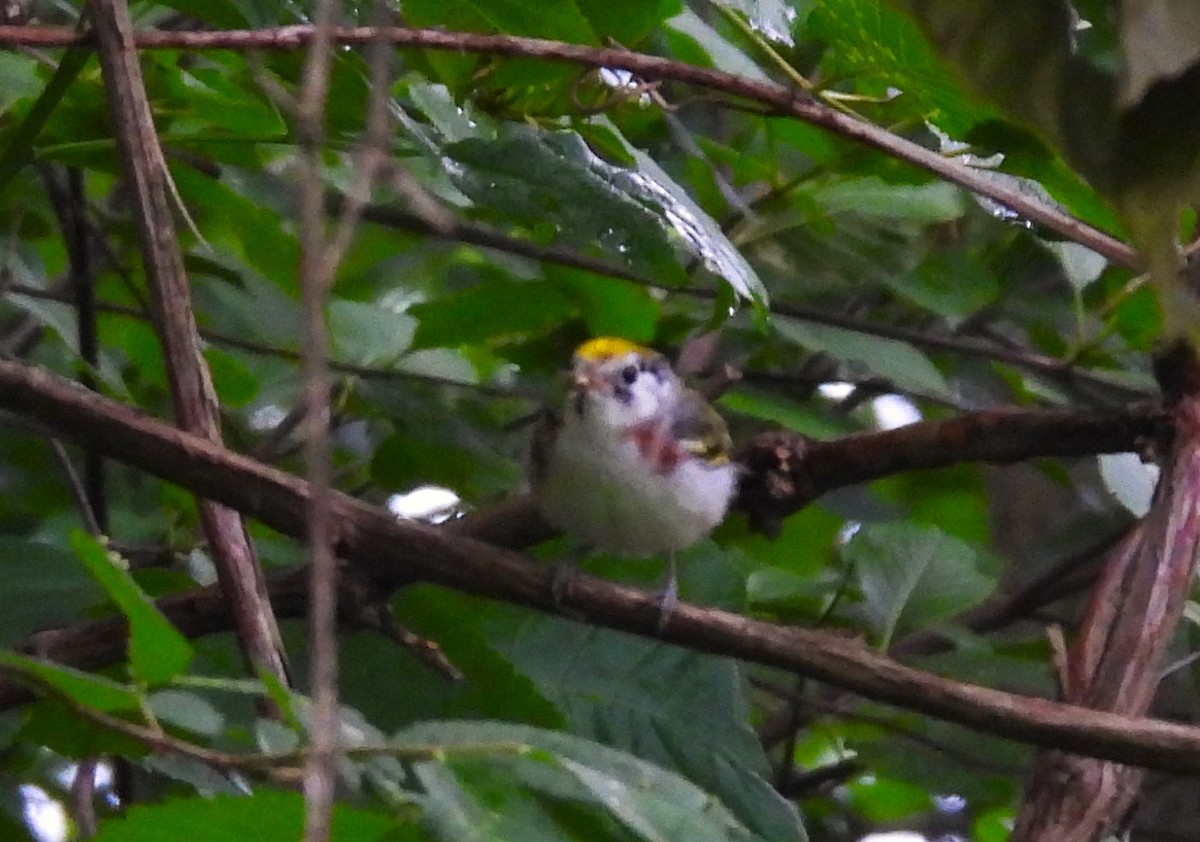 Chestnut-sided Warbler - ML620717857