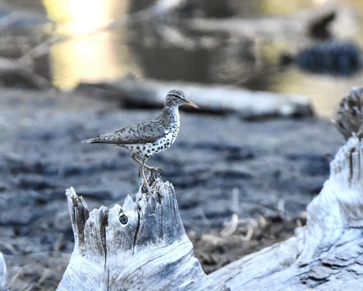 Spotted Sandpiper - ML620717858