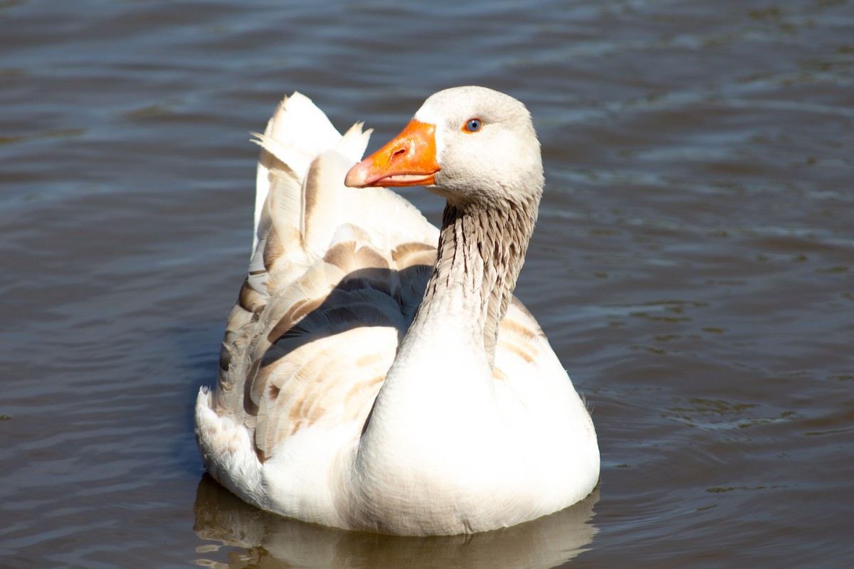 Graylag Goose (Domestic type) - ML620717859