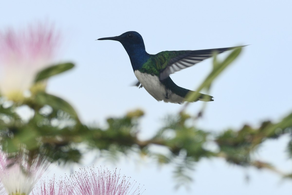 Colibrí Nuquiblanco - ML620717861