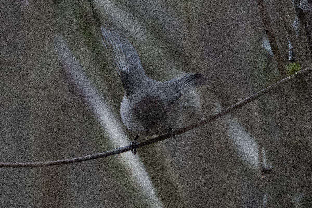 Bushtit - ML620717863