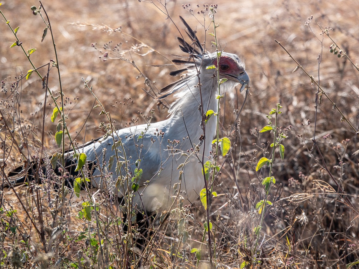 Secretarybird - ML620717864