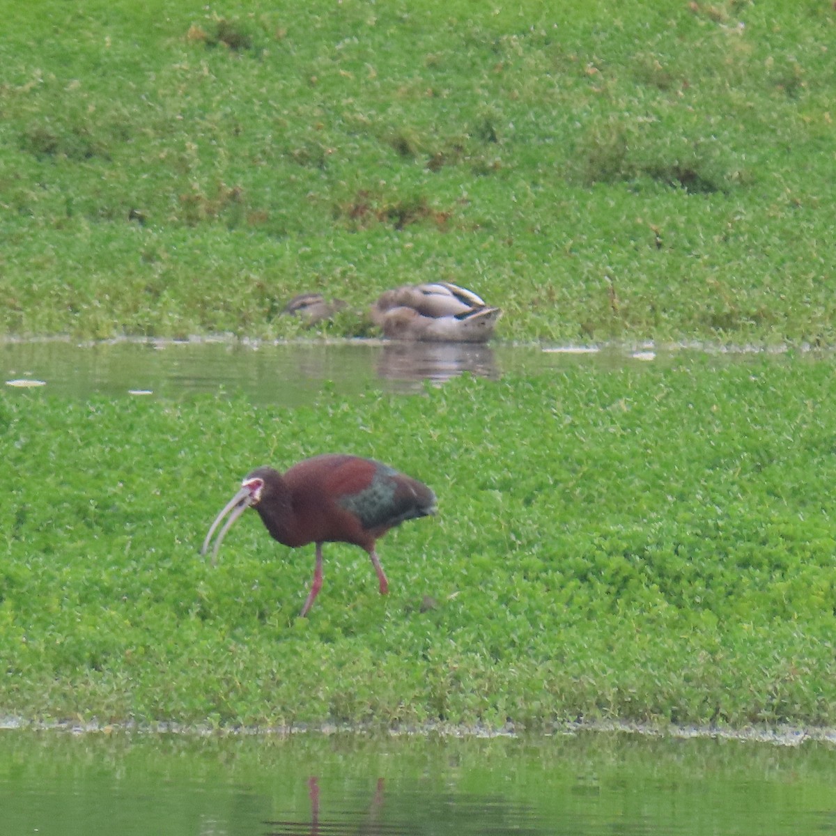 Ibis à face blanche - ML620717865