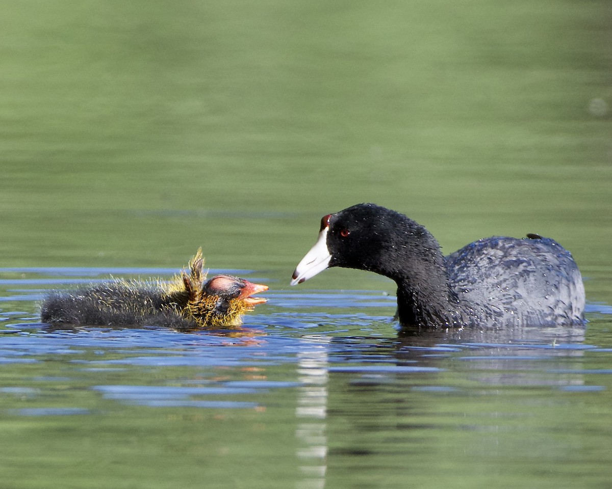 American Coot - ML620717866